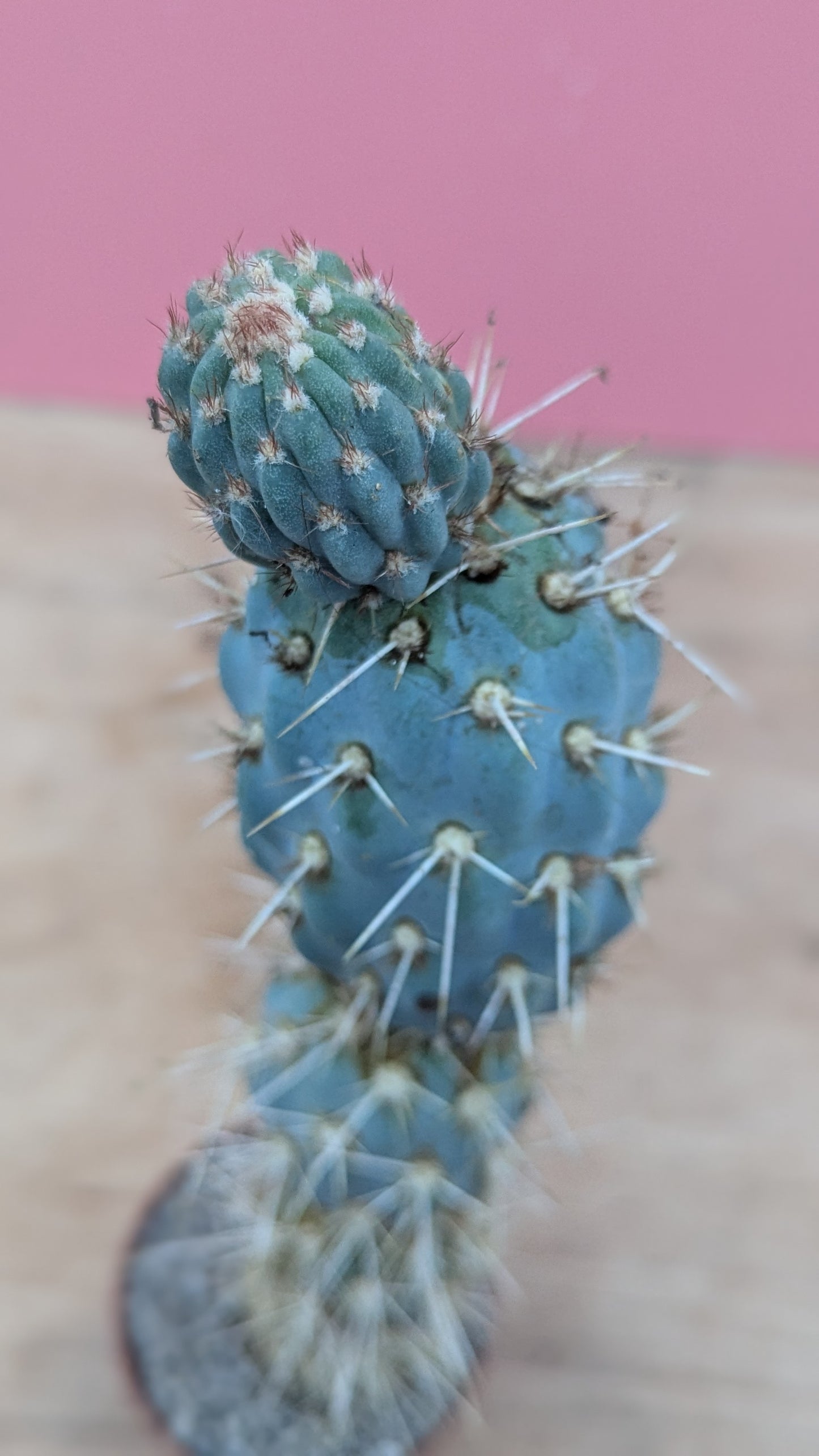 Miqueliopuntia miquelii