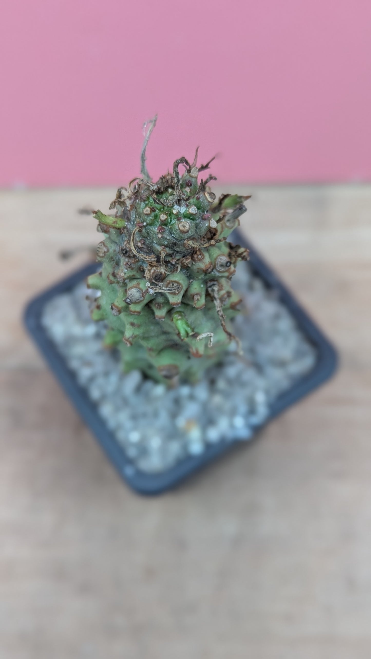 Euphorbia monteroi