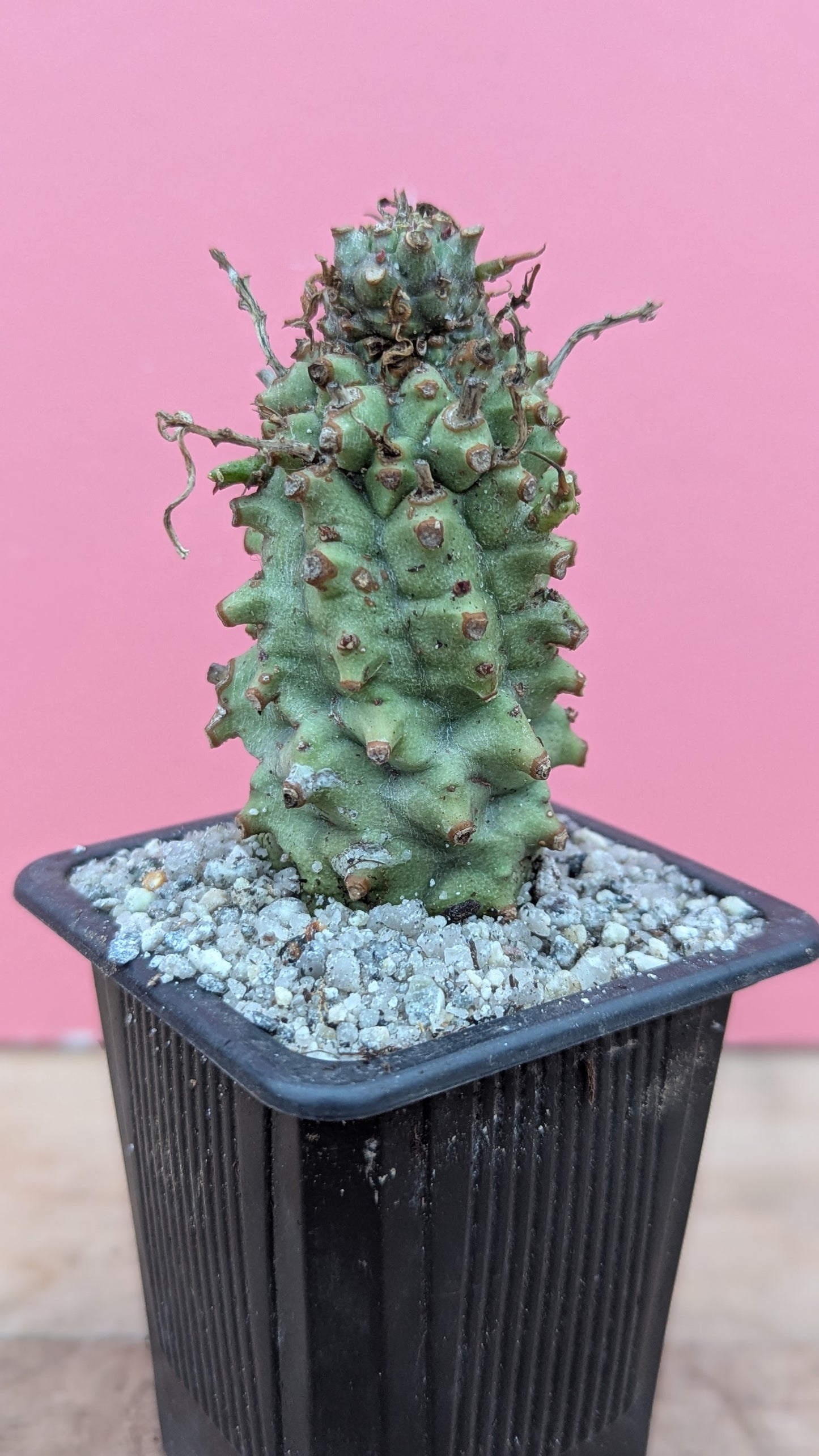 Euphorbia monteroi