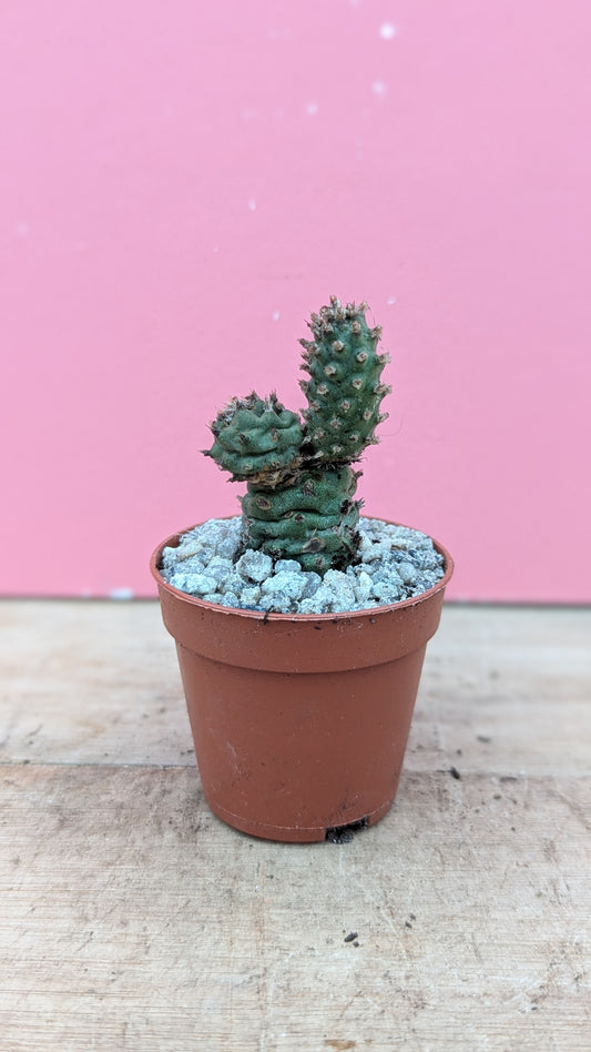 Tephrocactus strobiliformis baby