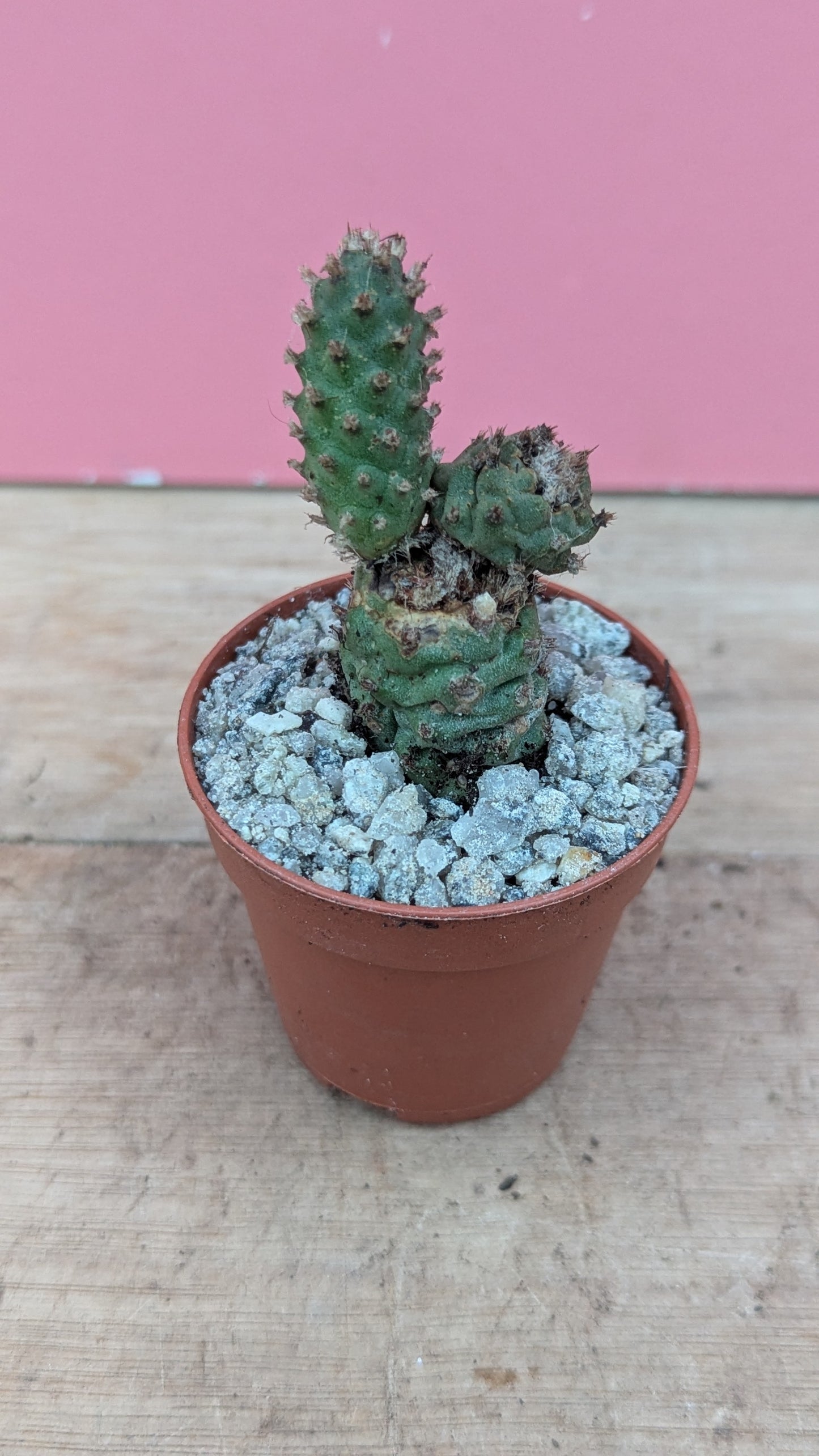 Tephrocactus strobiliformis baby