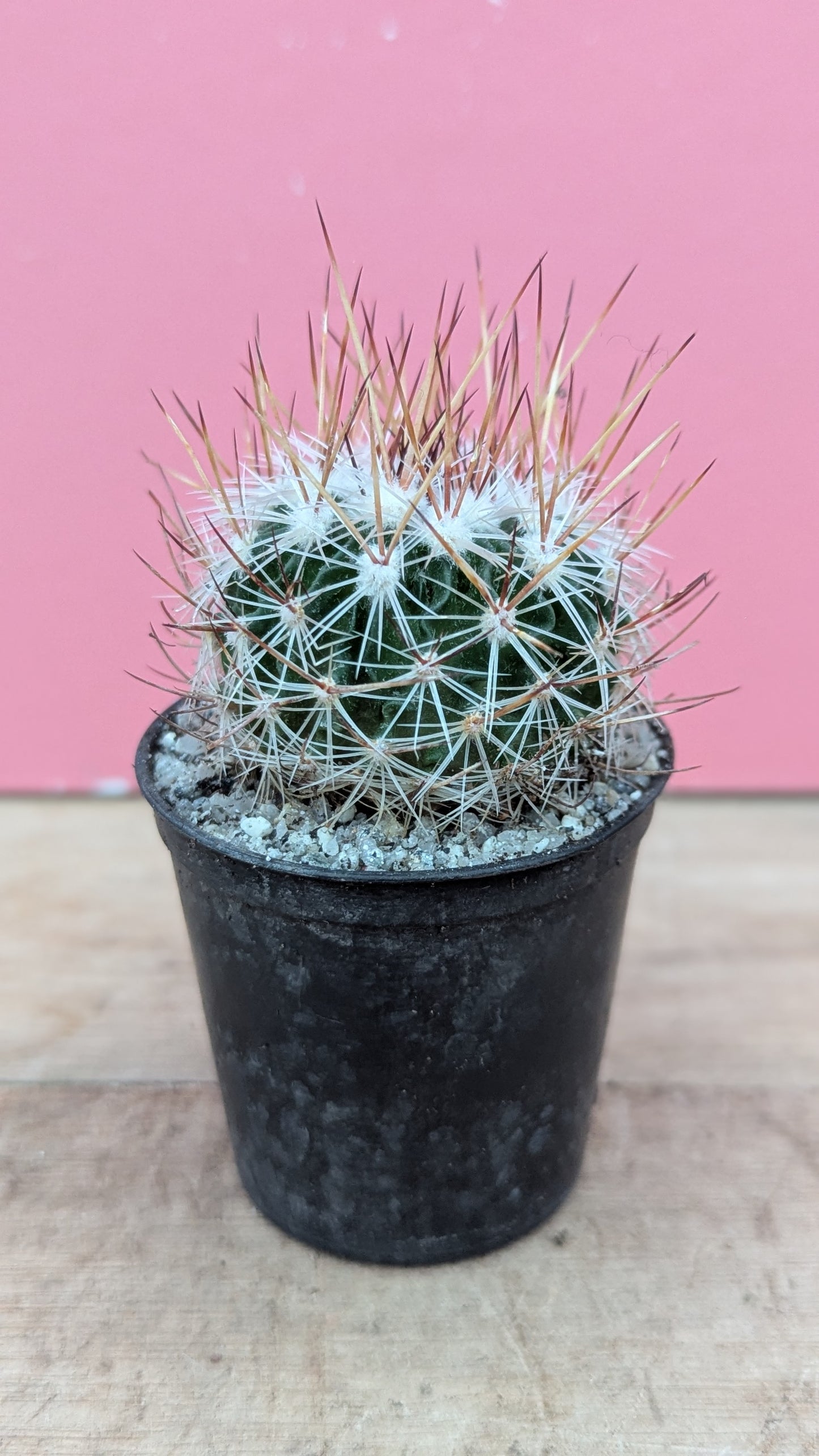 Stenocactus zacatacensis