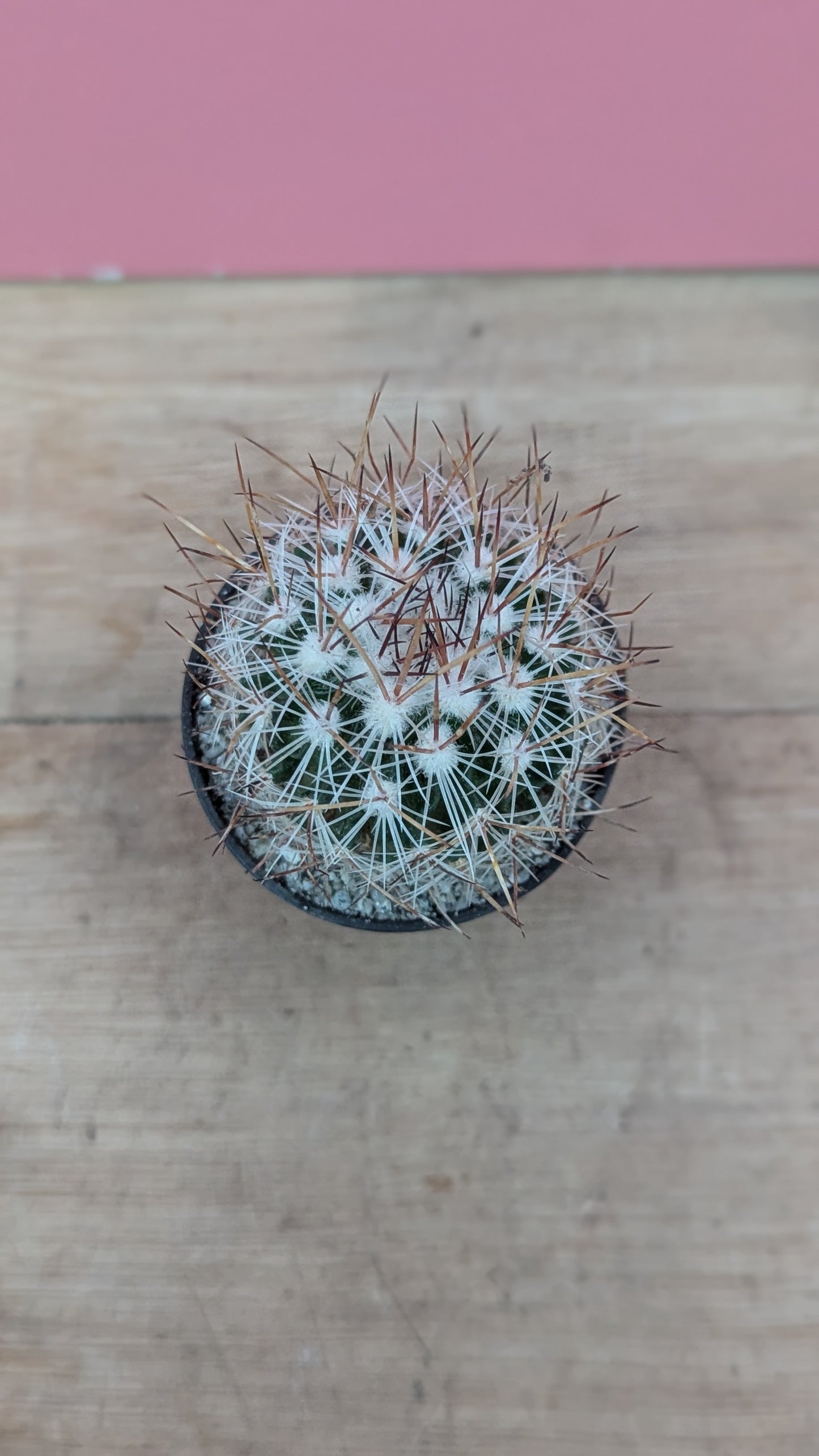 Stenocactus zacatacensis