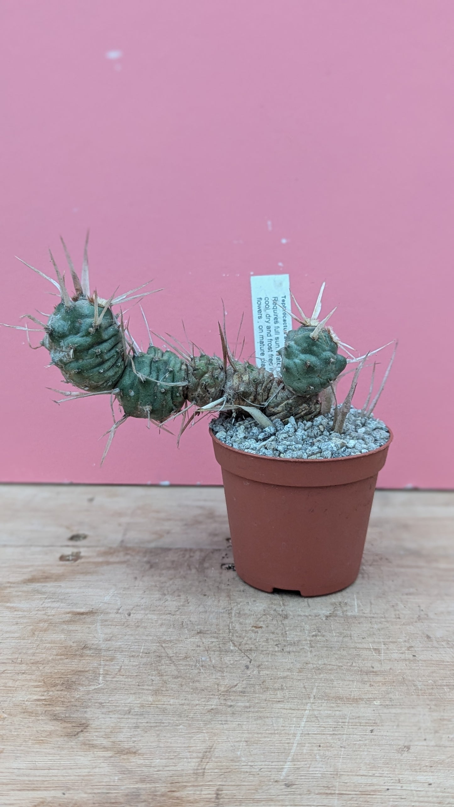 Tephrocactus articulatus v. dladematus