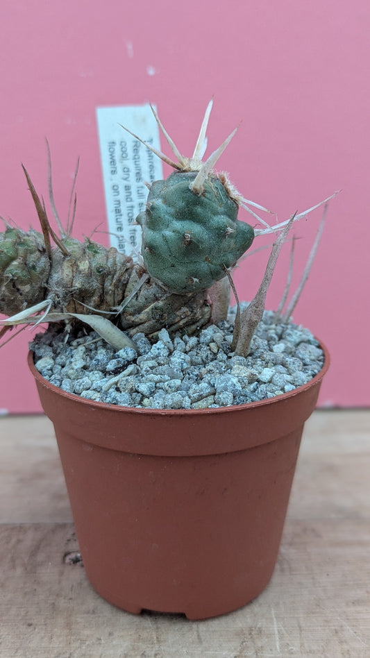 Tephrocactus articulatus v. dladematus