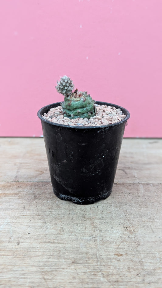 Tephrocactus strobiliformis baby