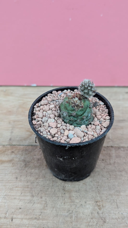 Tephrocactus strobiliformis baby