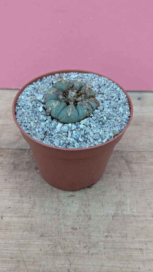 Lophophora williamsii 'Peyote Cactus'