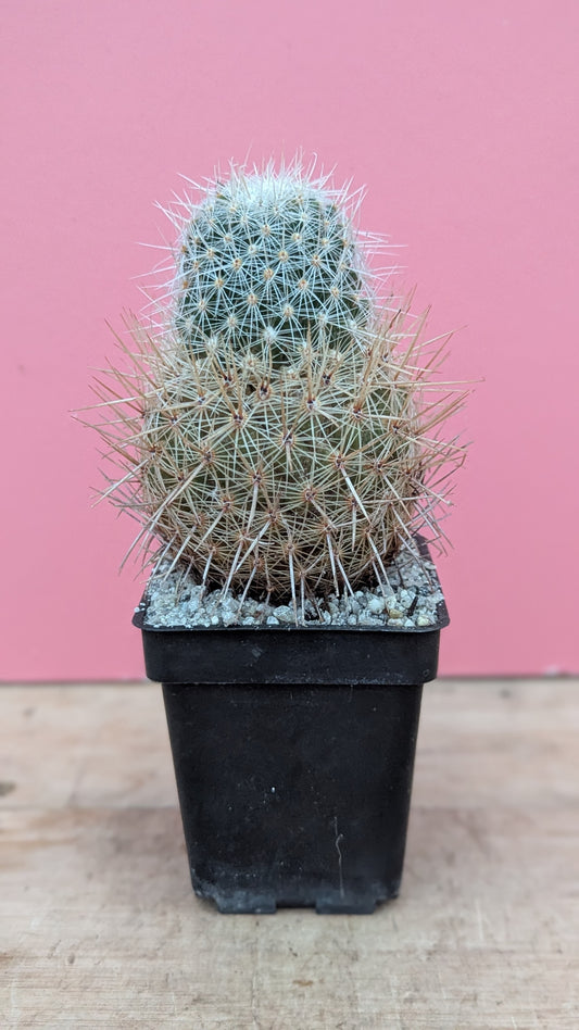 Thelocactus conothelos