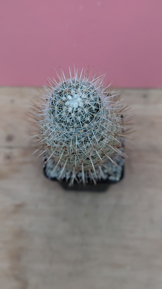 Thelocactus conothelos