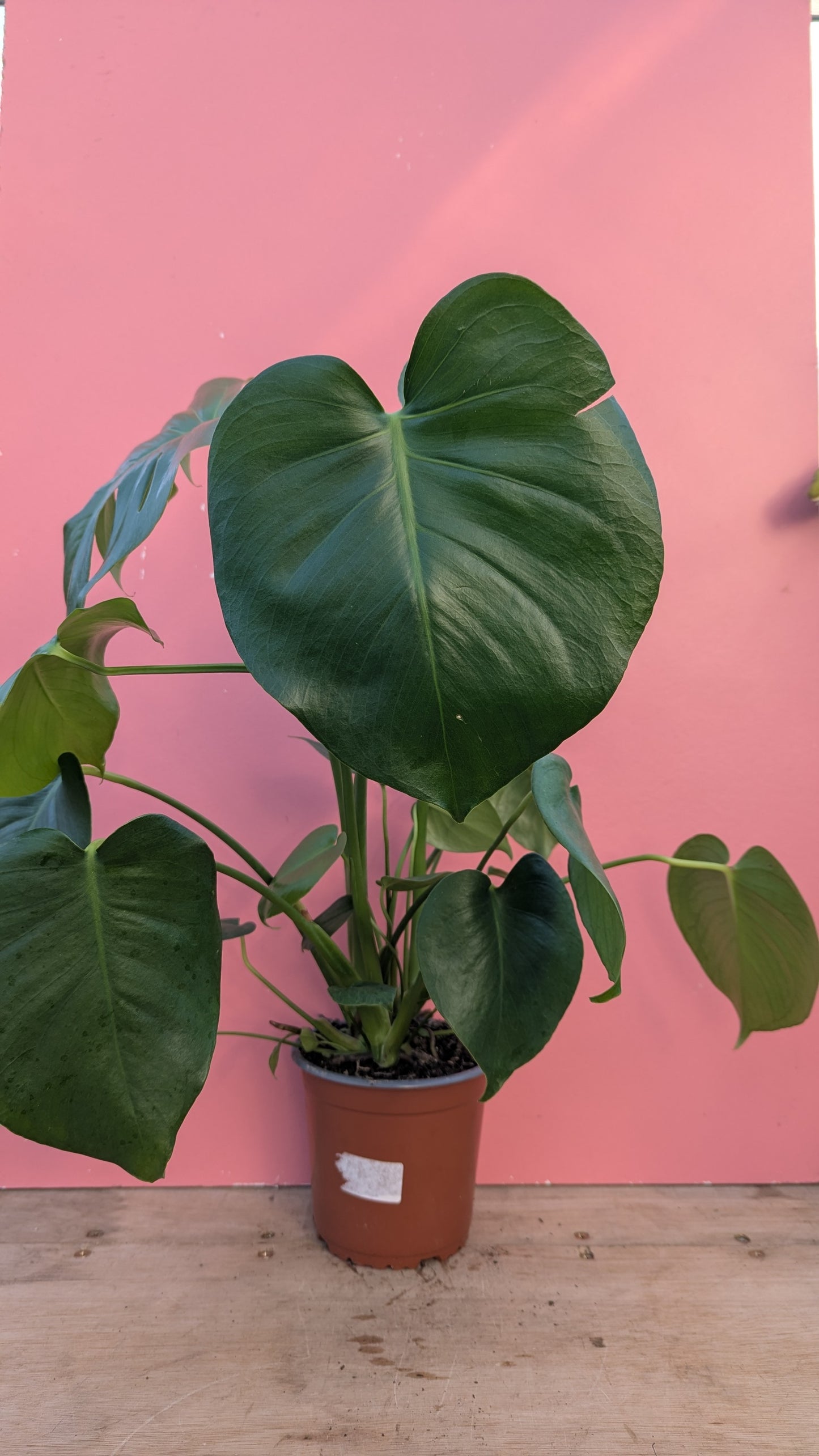 Monstera deliciosa 'Swiss Cheese Plant'