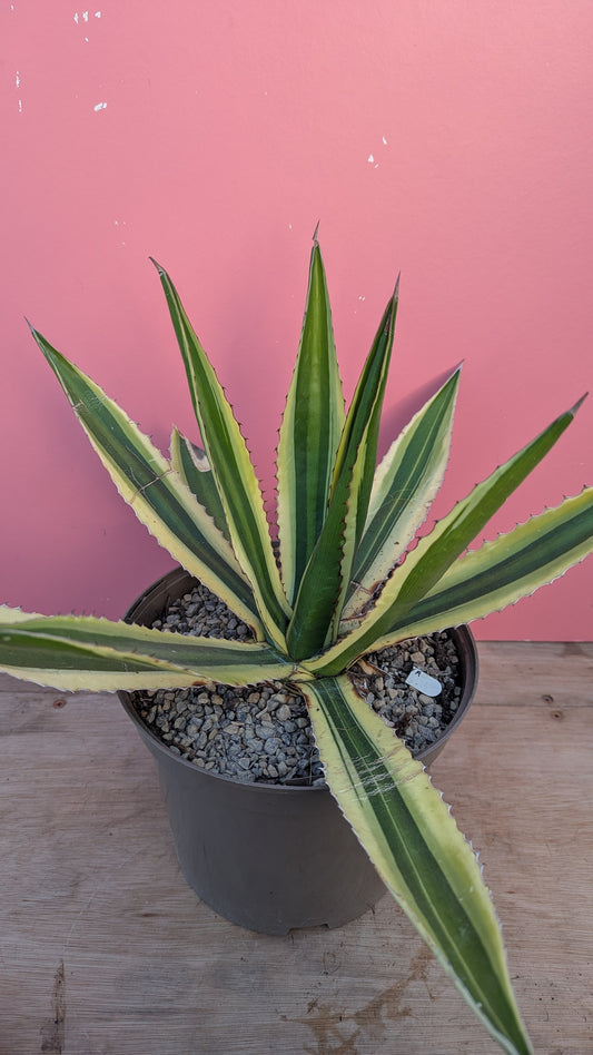 Agave lophantha large