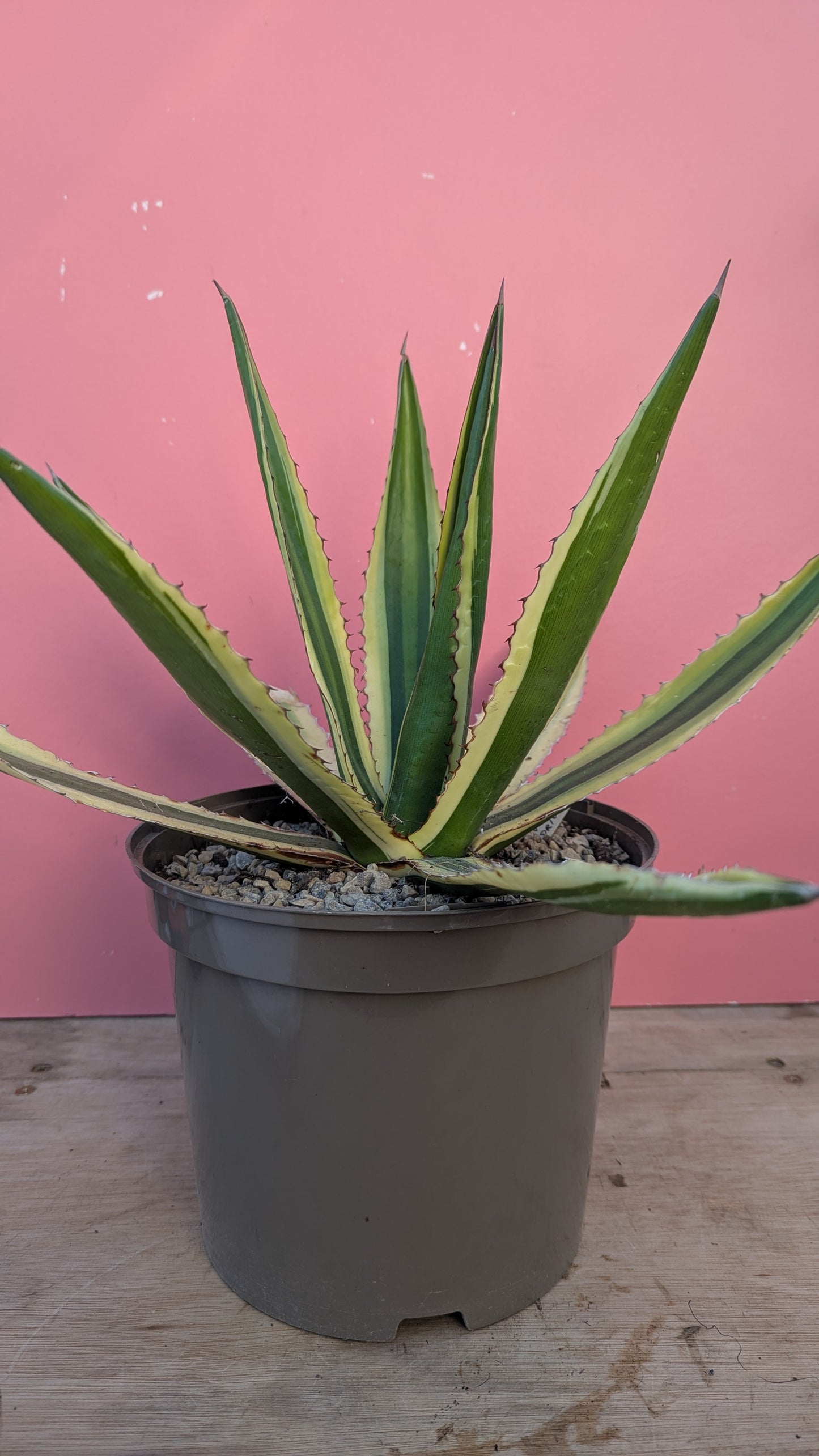 Agave lophantha large