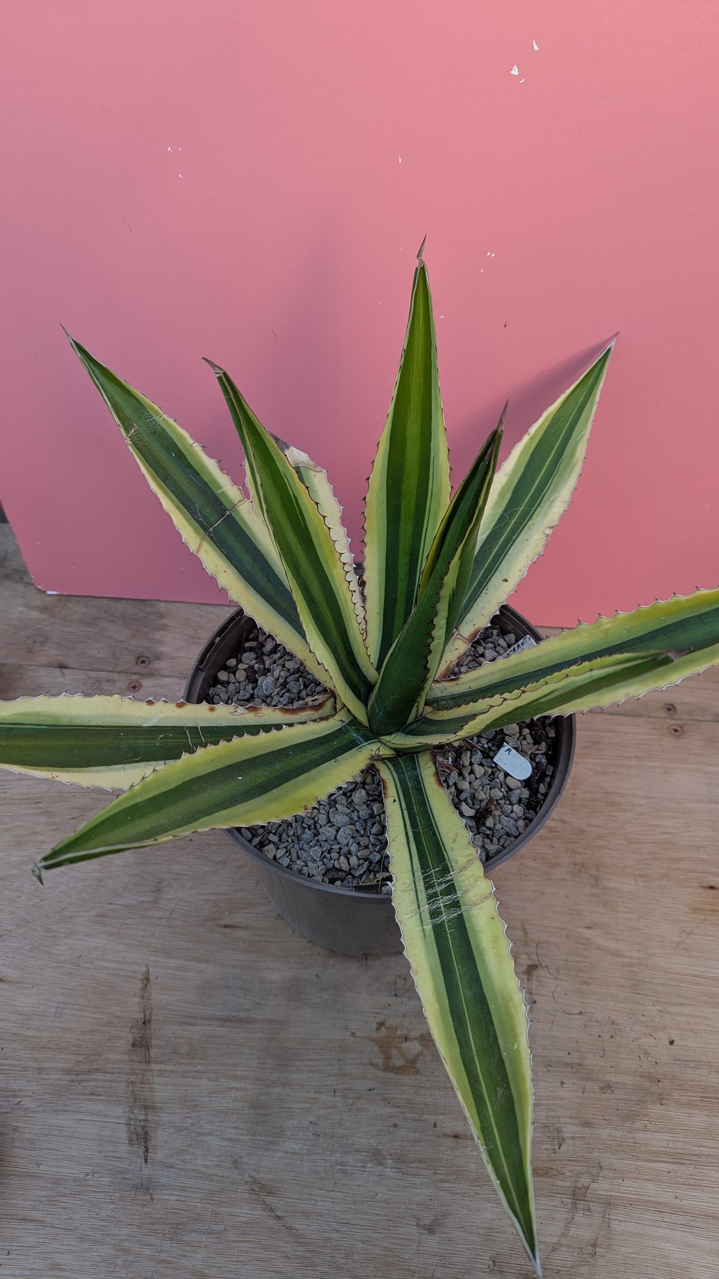 Agave lophantha large