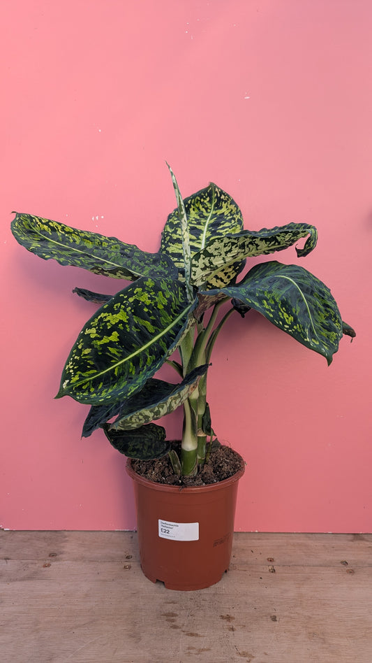 Dieffenbachia reflector