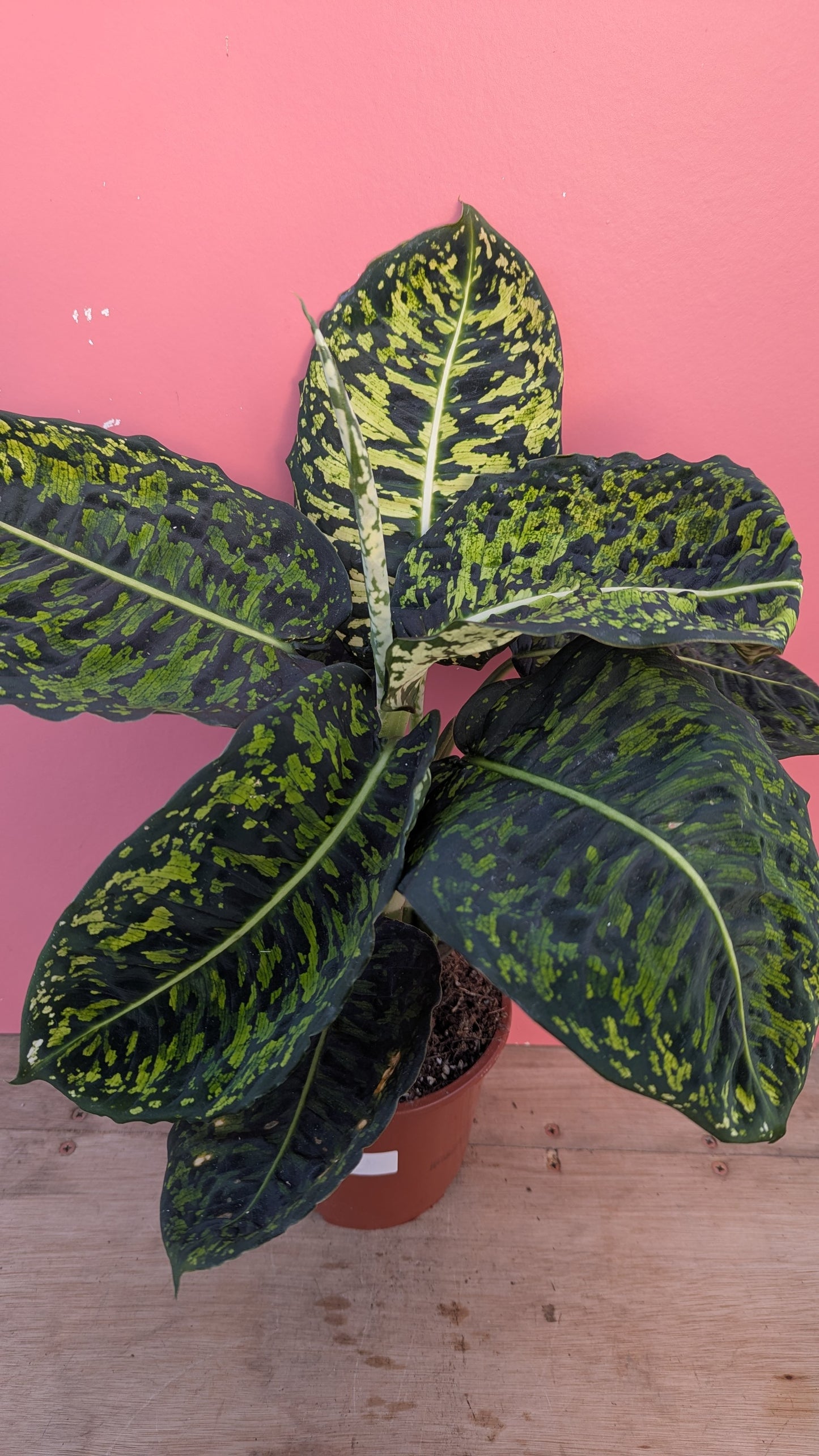 Dieffenbachia reflector