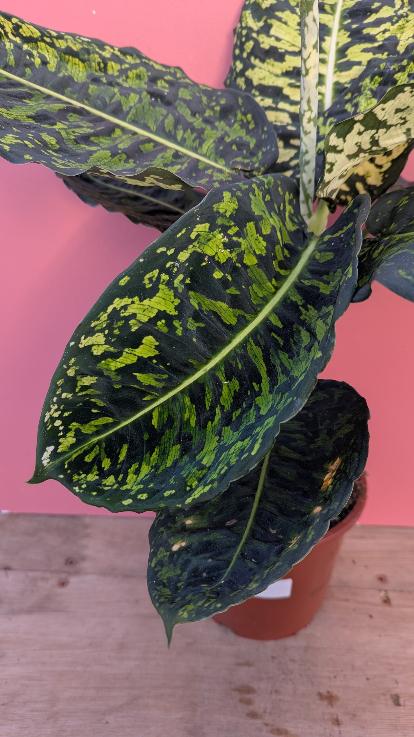 Dieffenbachia reflector