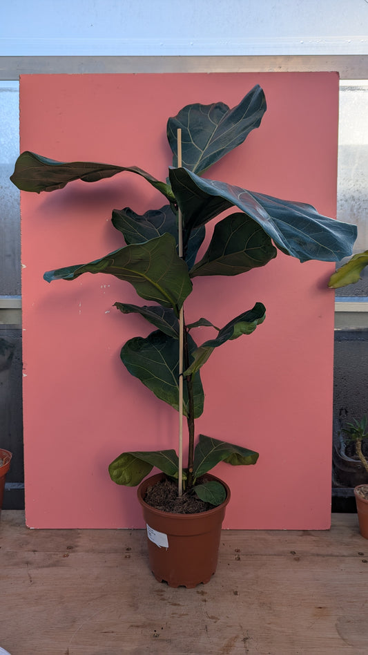 Ficus lyrata 'Fiddle Leaf Fig'