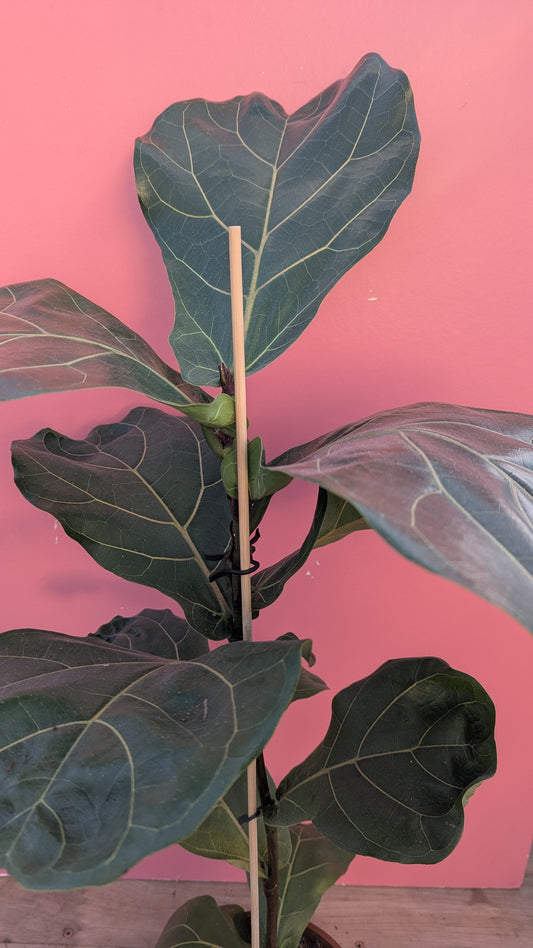 Ficus lyrata 'Fiddle Leaf Fig'