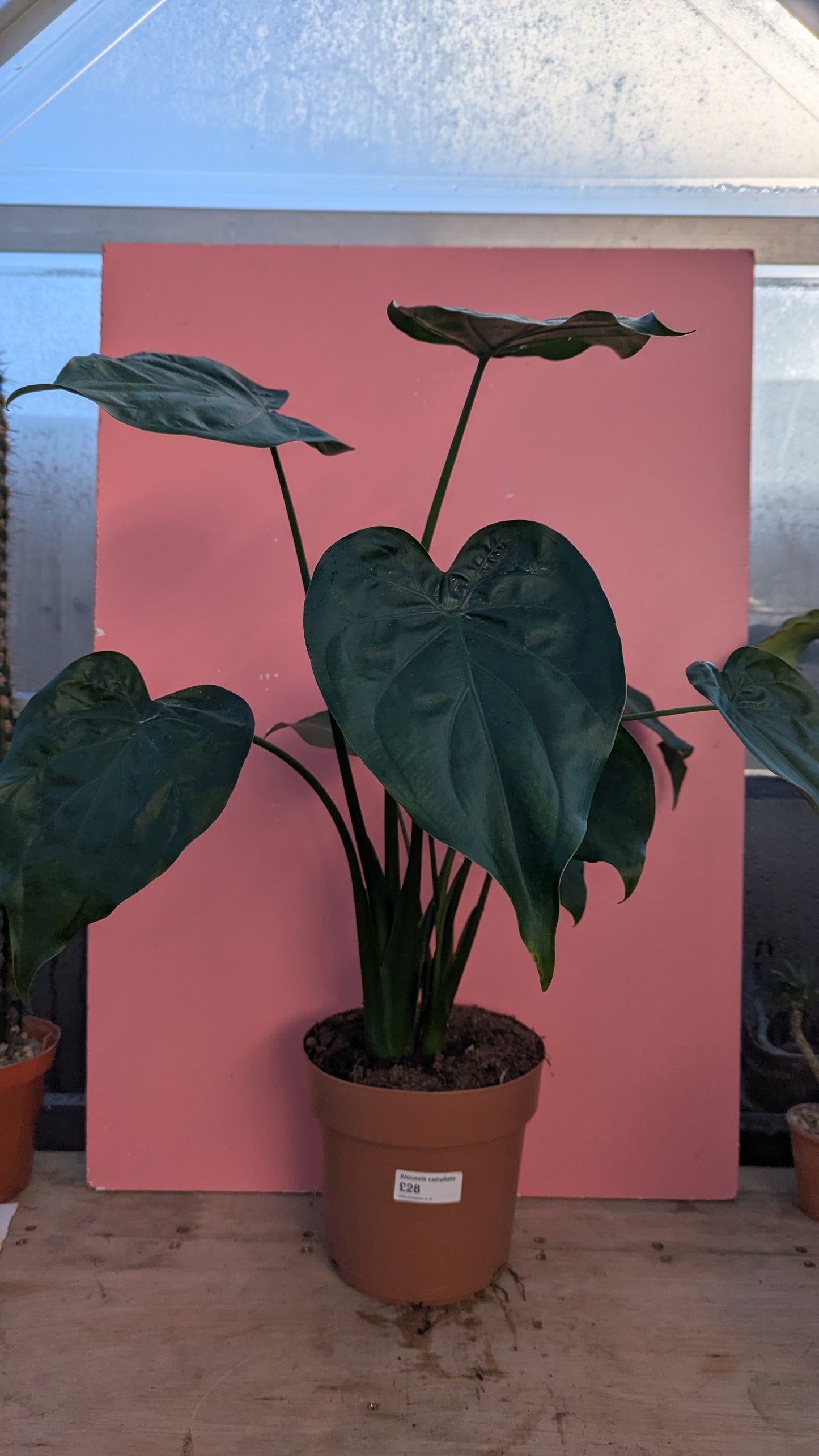 Alocasia cuculata large