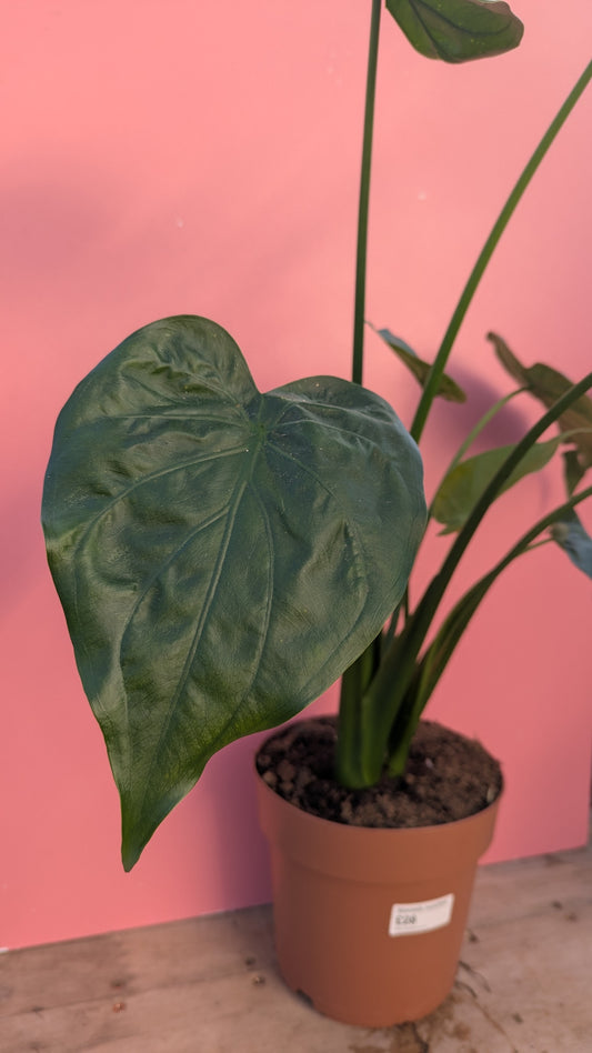 Alocasia cuculata large