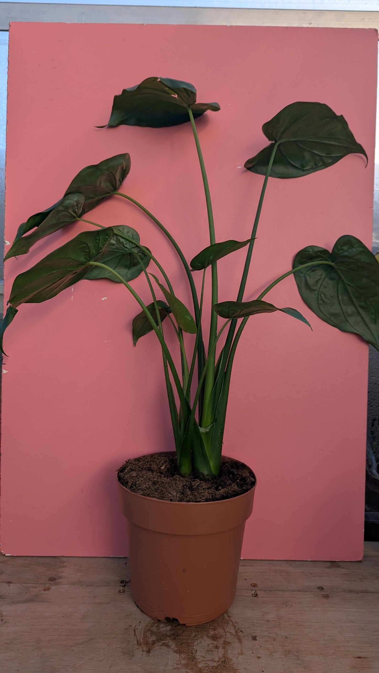 Alocasia cuculata large