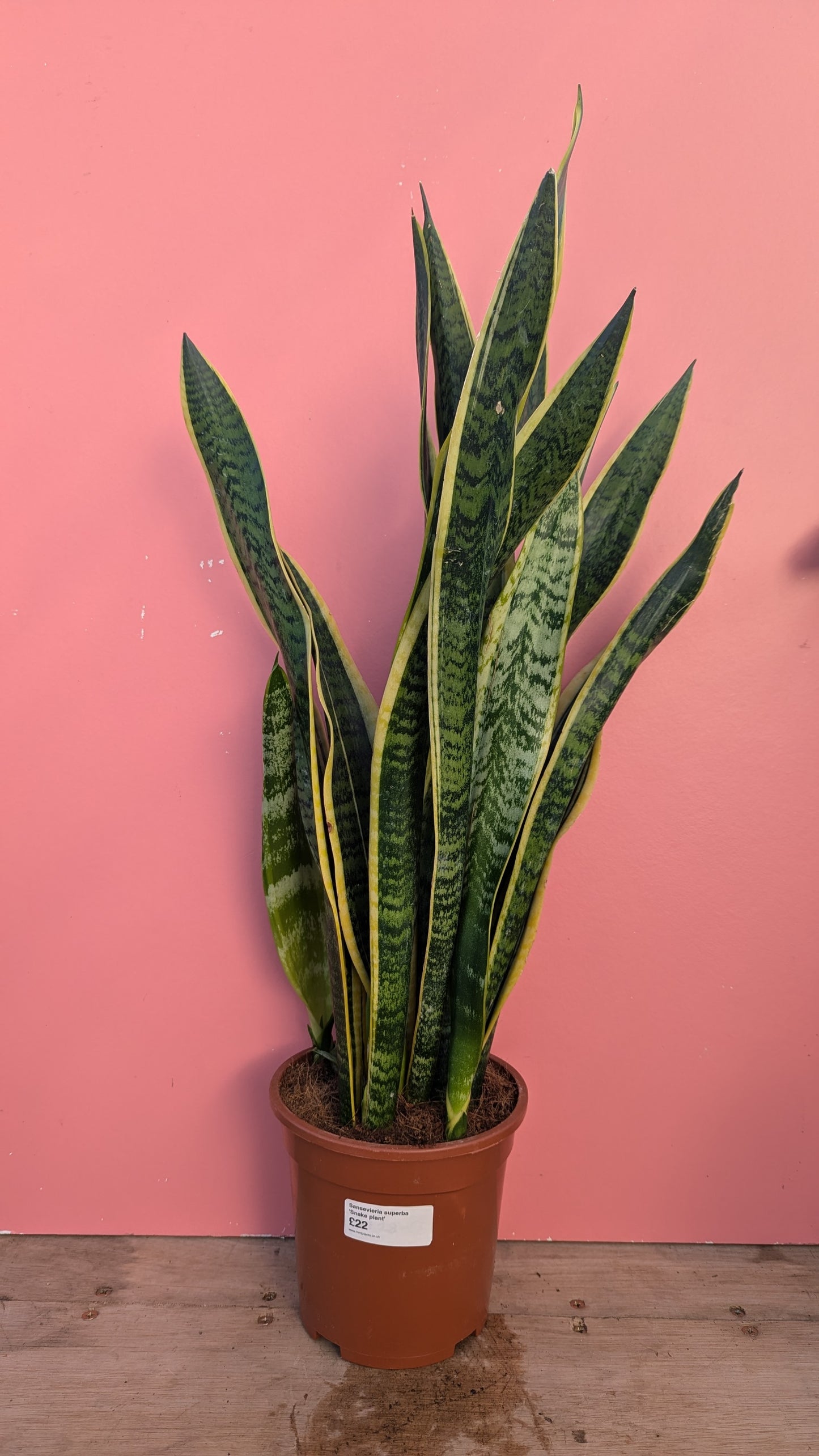 Sansevieria laurentii 'Snake Plant'