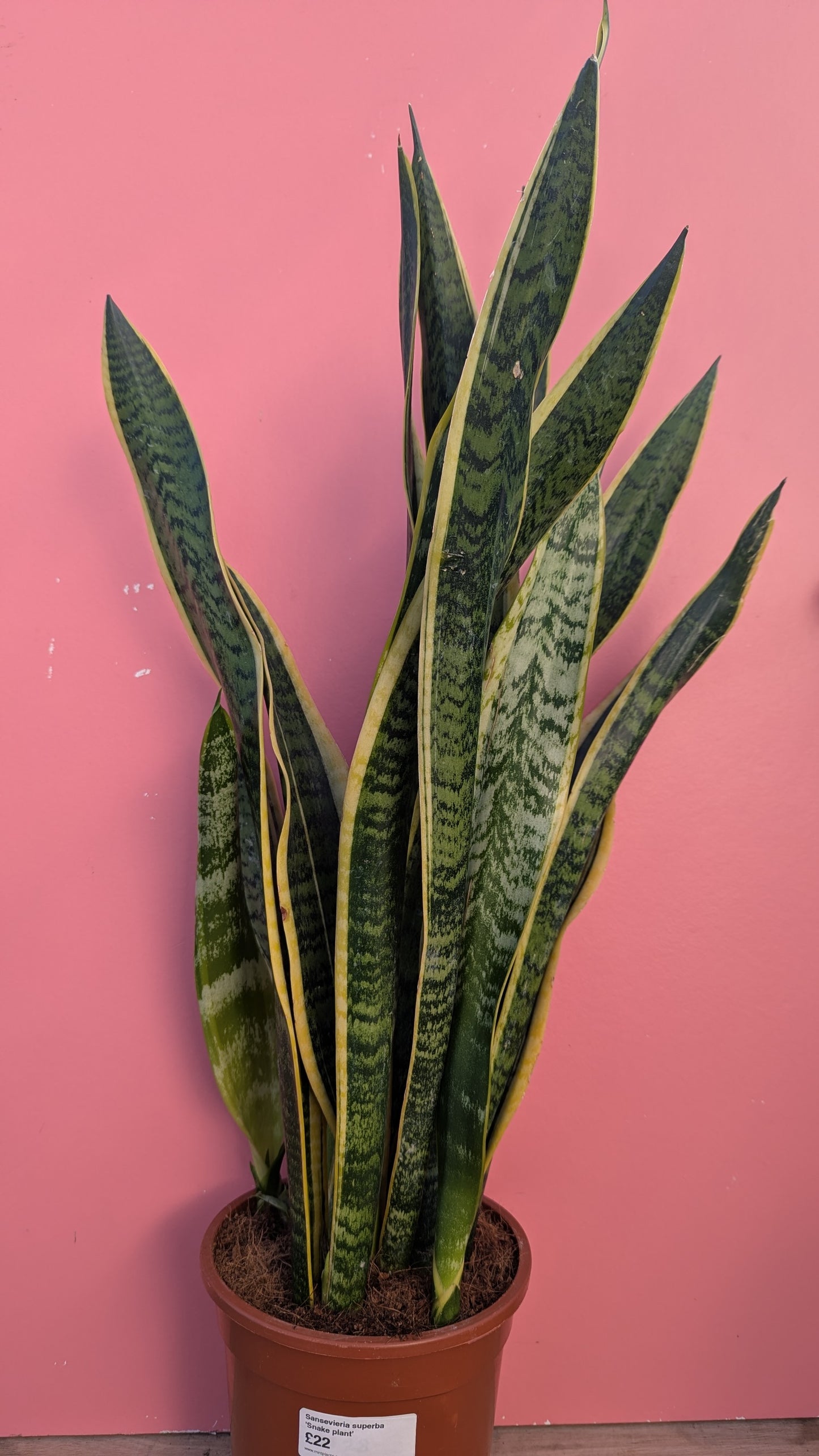 Sansevieria laurentii 'Snake Plant'