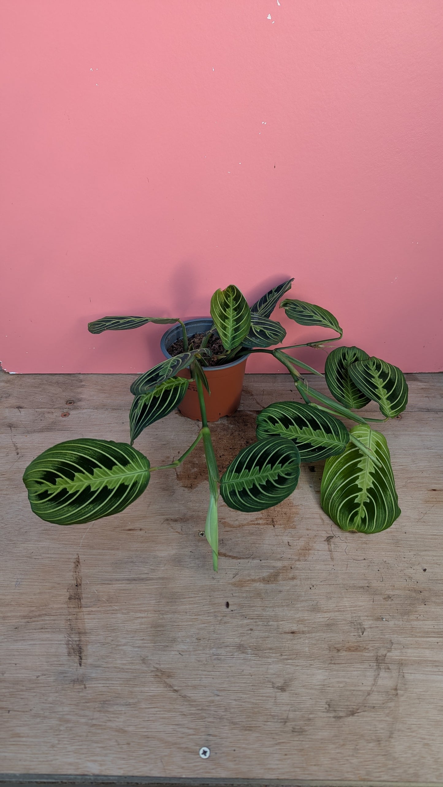 Maranta lemon lime 'Prayer Plant'