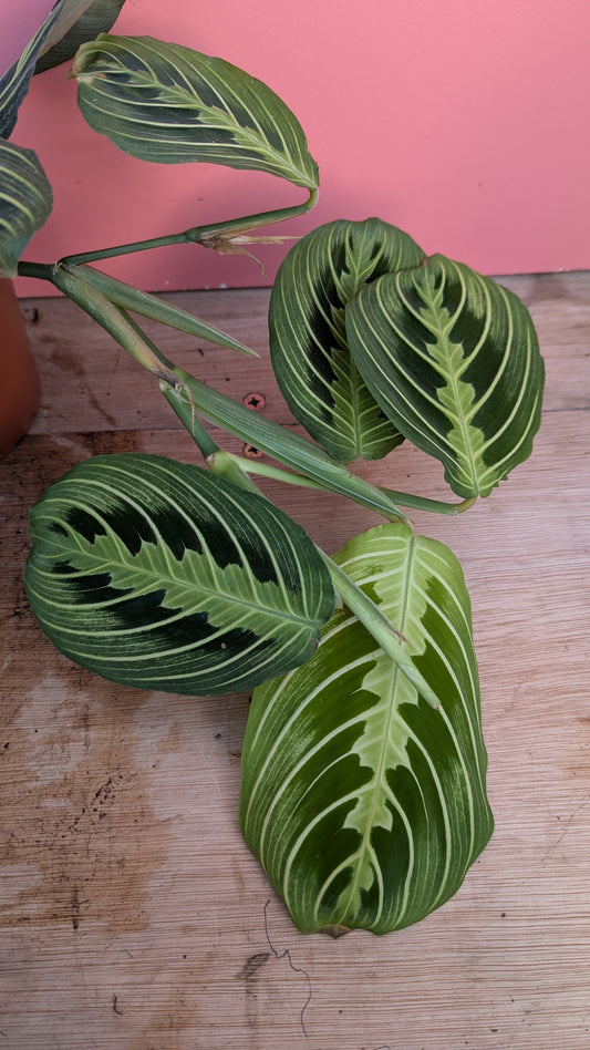 Maranta lemon lime 'Prayer Plant'