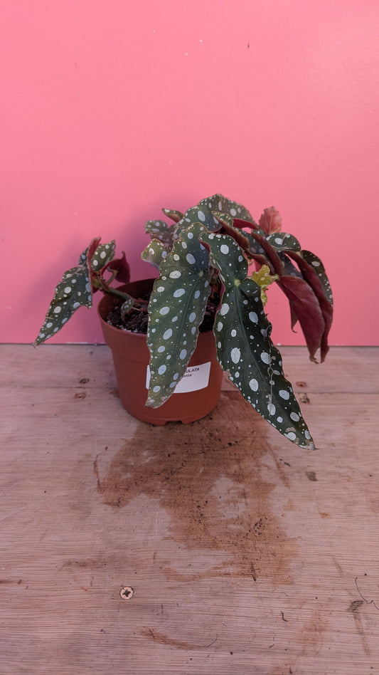 Begonia maculata 'Polkadot Plant'