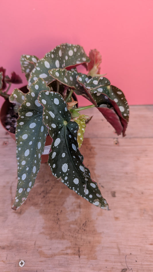 Begonia maculata 'Polkadot Plant'