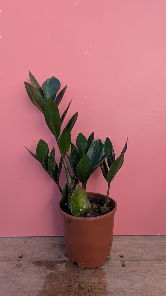 Zamioculcas 'ZZ Plant'