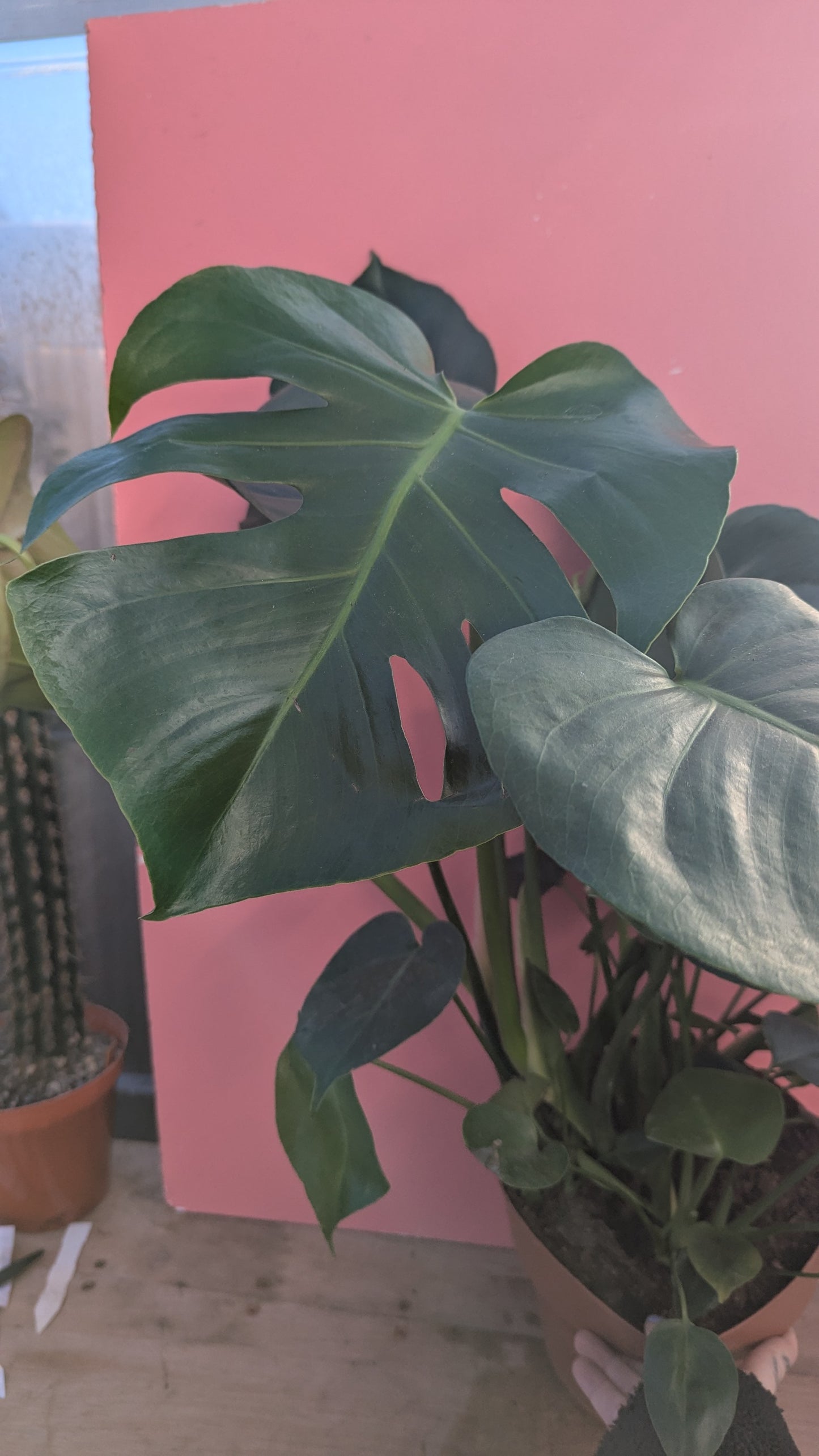 Monstera deliciosa 'Swiss Cheese Plant'