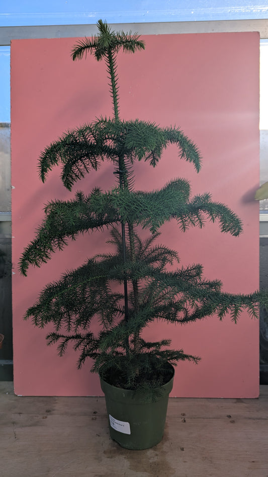 Araucaria 'Norfolk Island Pine'