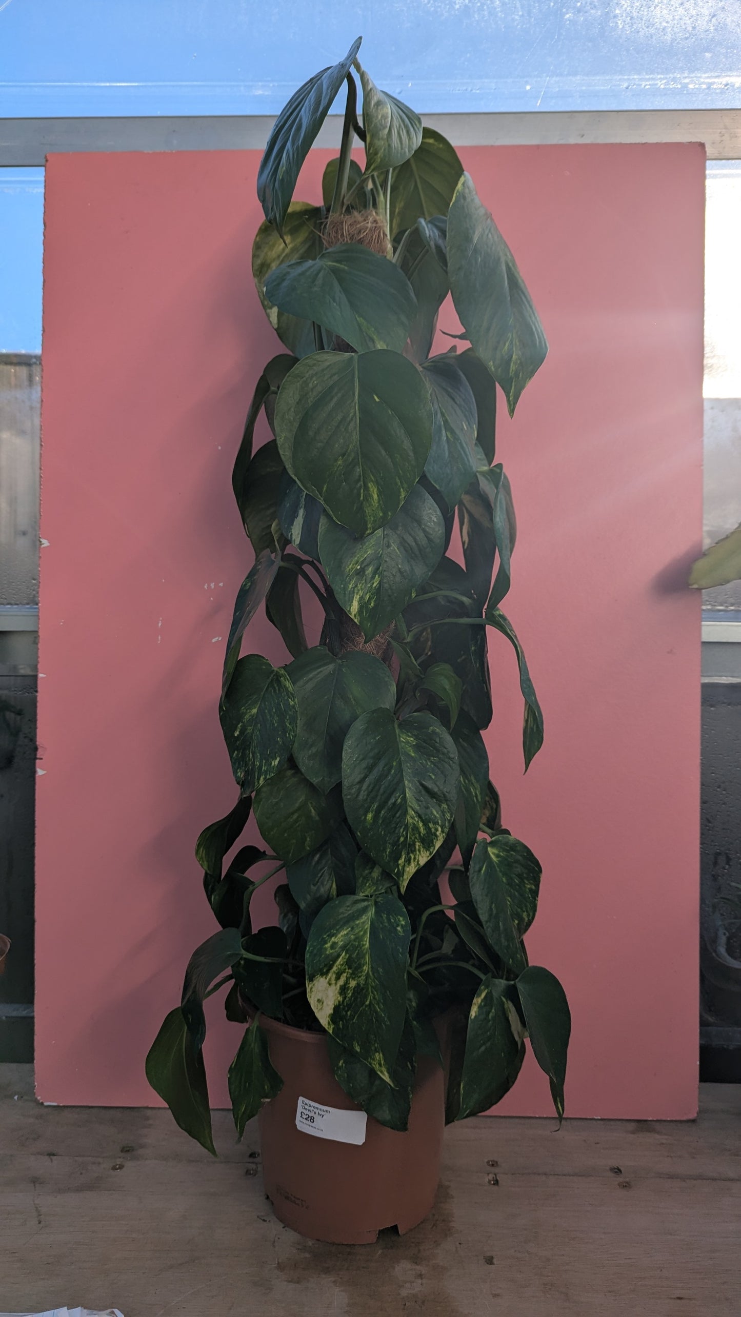 Epipremnum aureum 'Devil's Ivy'