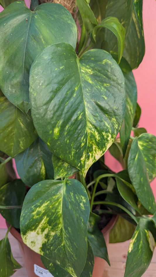 Epipremnum aureum 'Devil's Ivy'