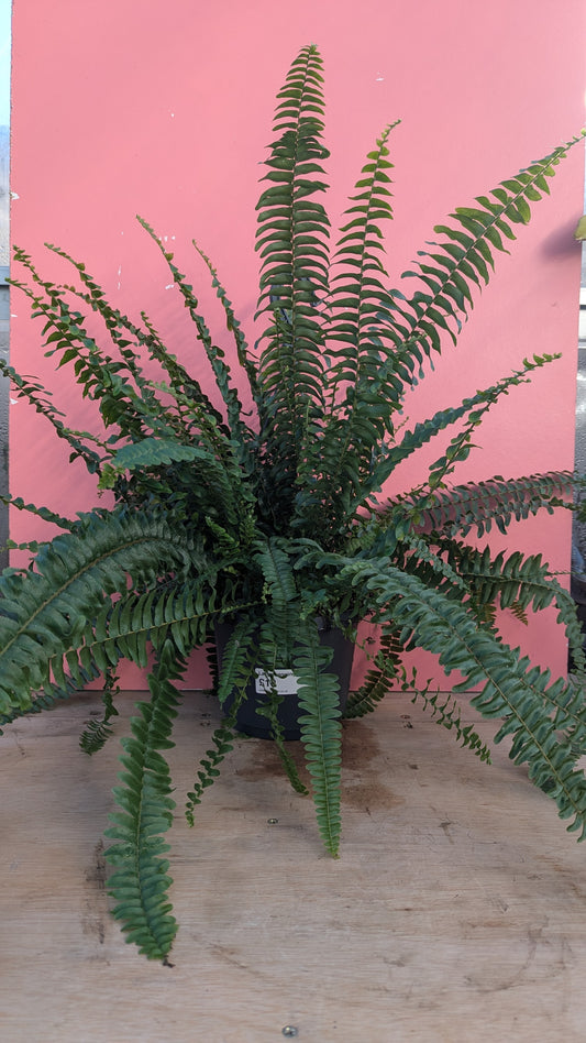 Nephrolepis 'Boston Fern'