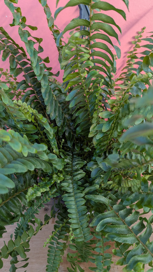 Nephrolepis 'Boston Fern'