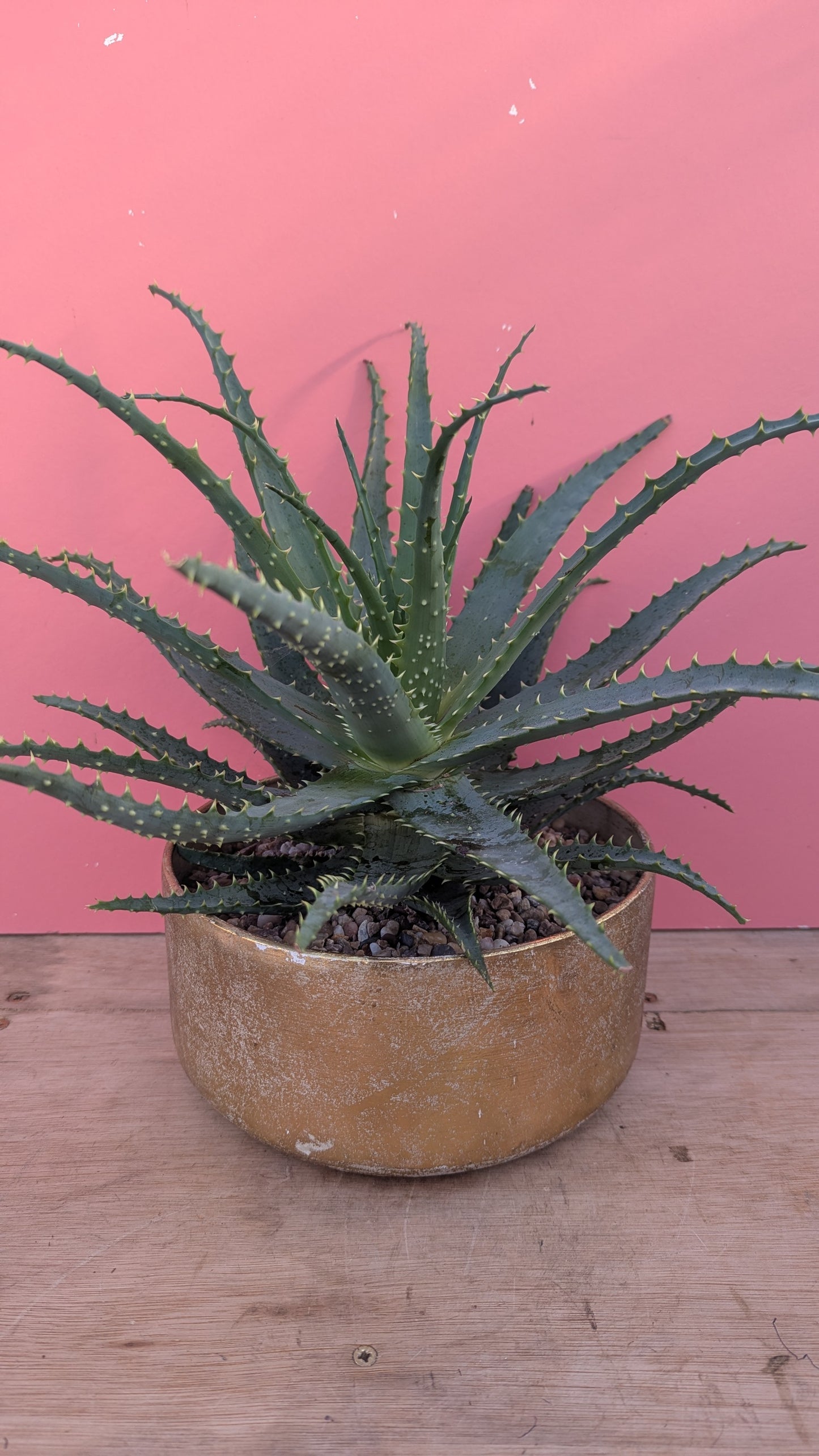 Aloe arborescens in gold planter