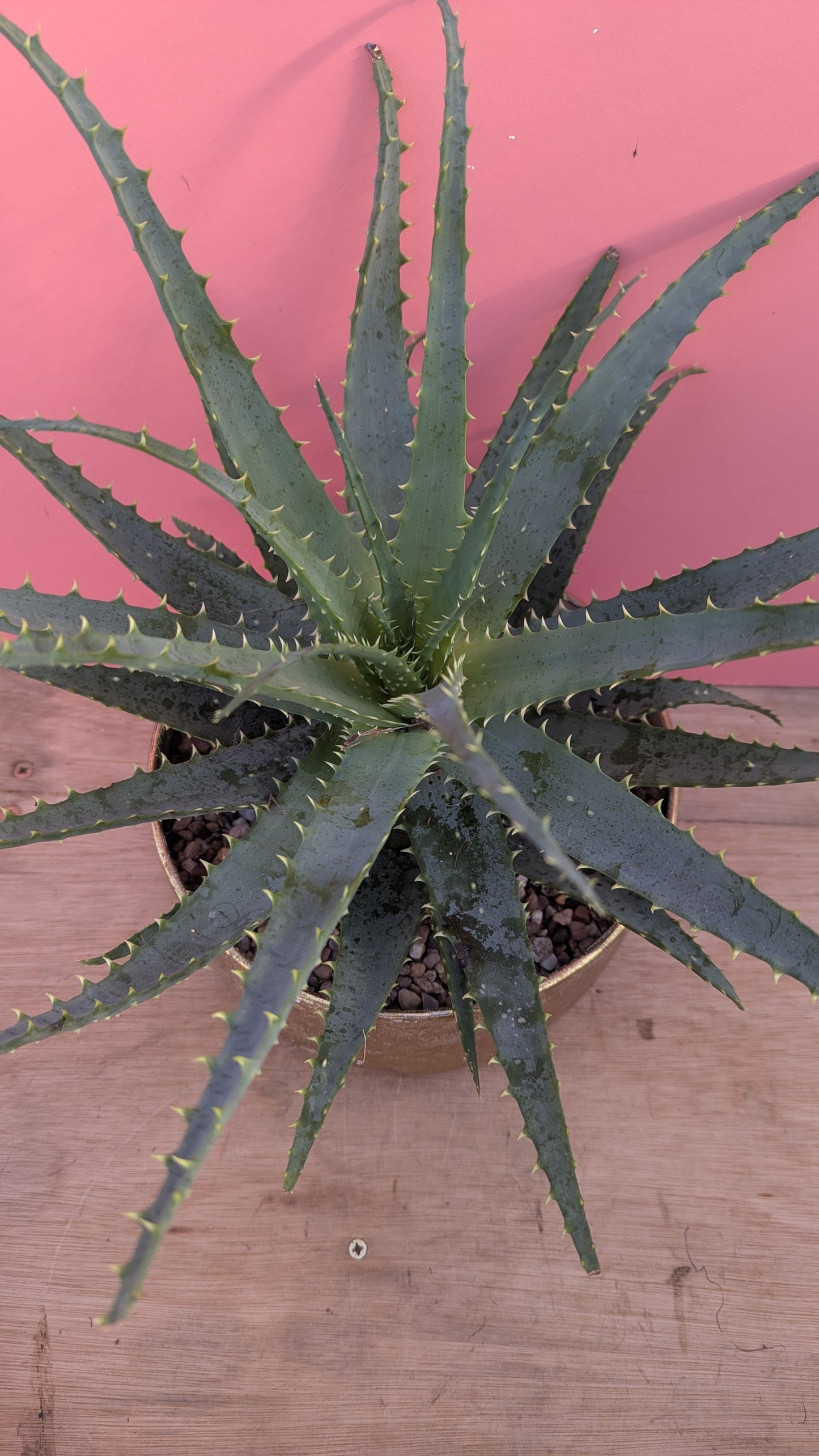 Aloe arborescens in gold planter