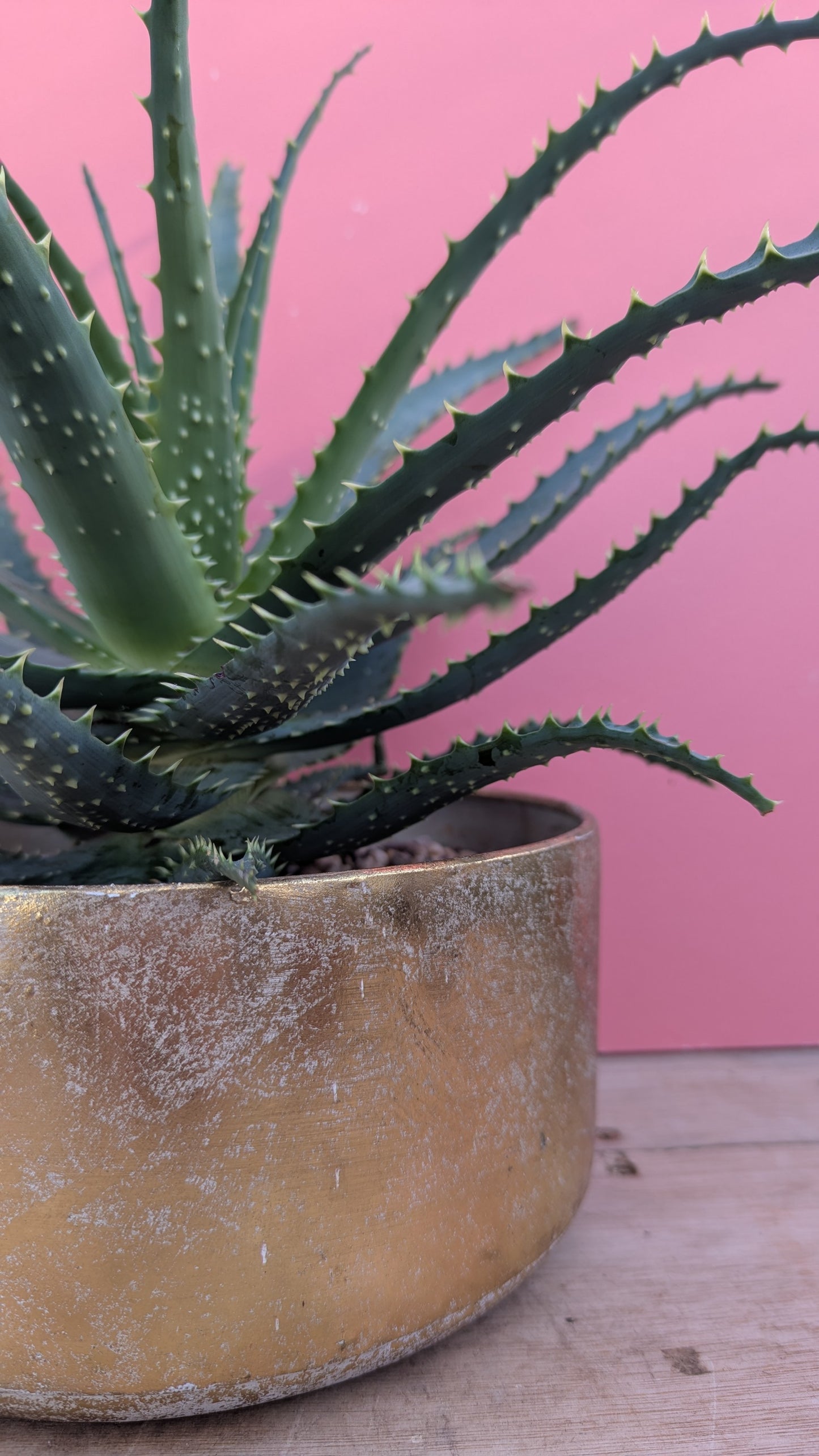 Aloe arborescens in gold planter