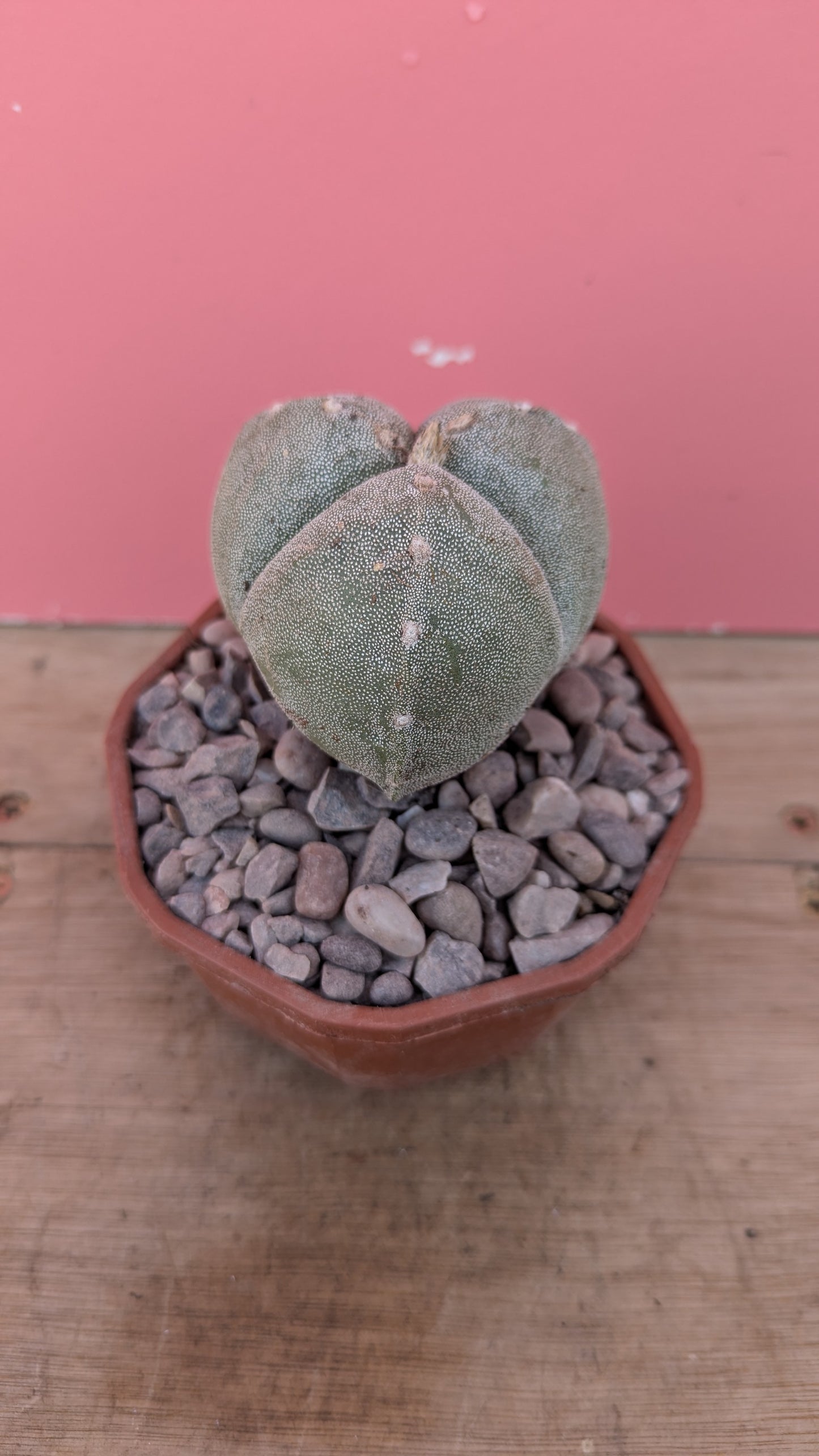 Astrophytum myriostigma 3-rib