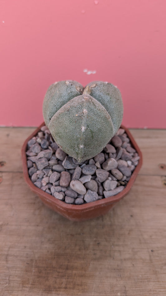 Astrophytum myriostigma 3-rib