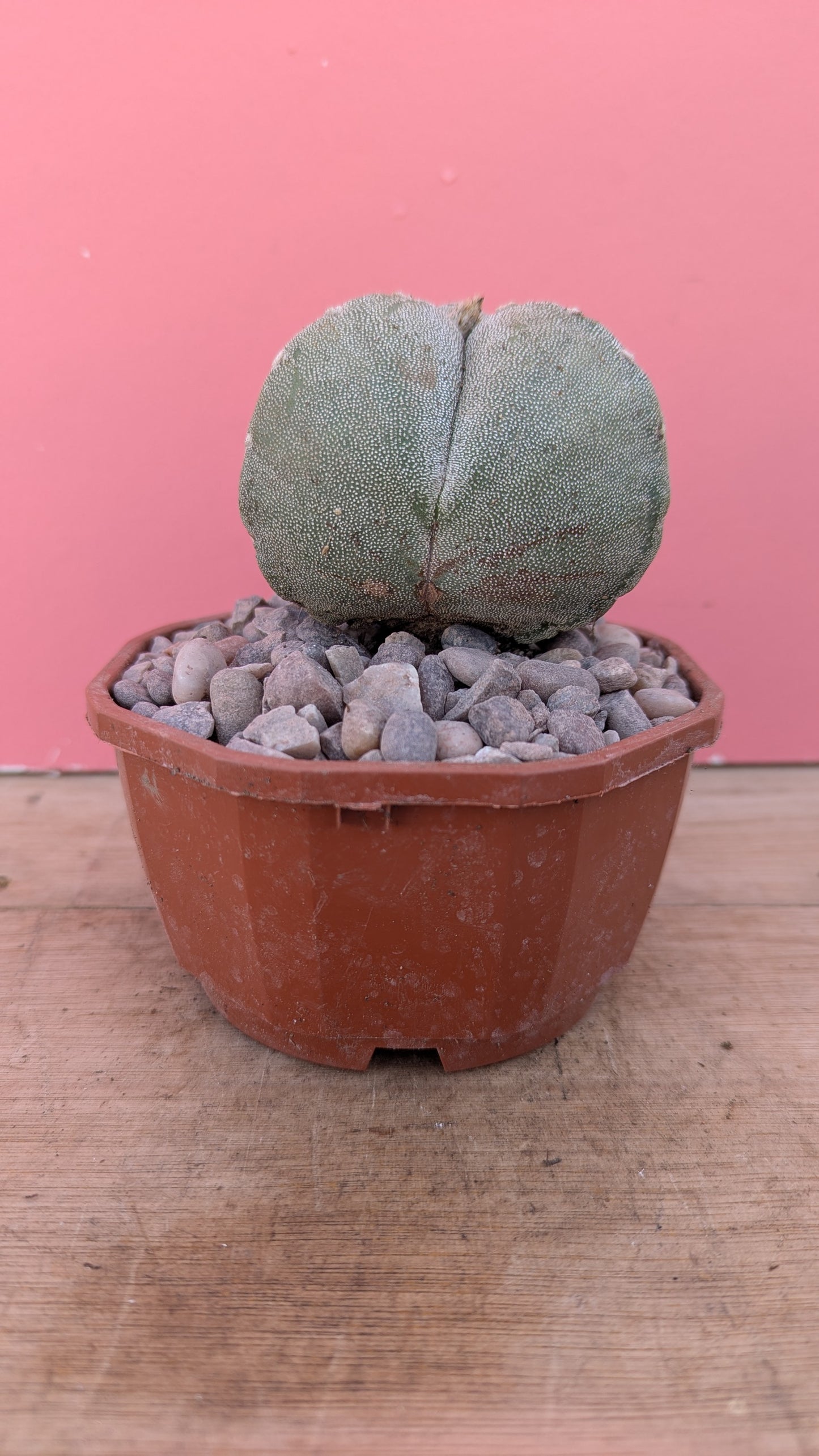 Astrophytum myriostigma 3-rib