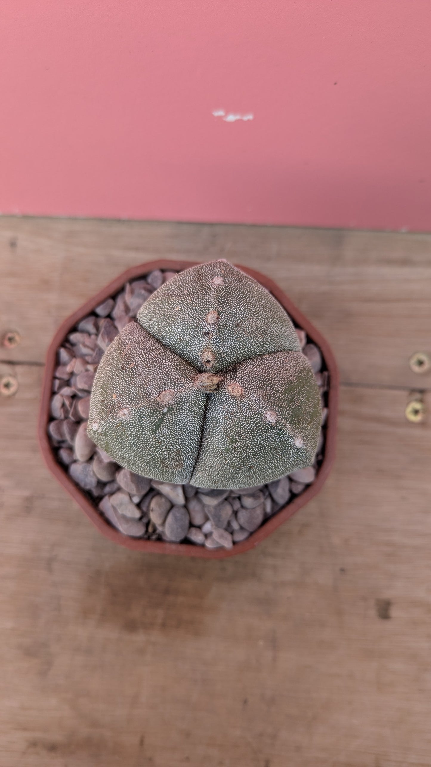 Astrophytum myriostigma 3-rib