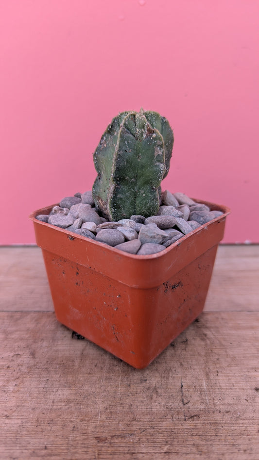 Astrophytum pup