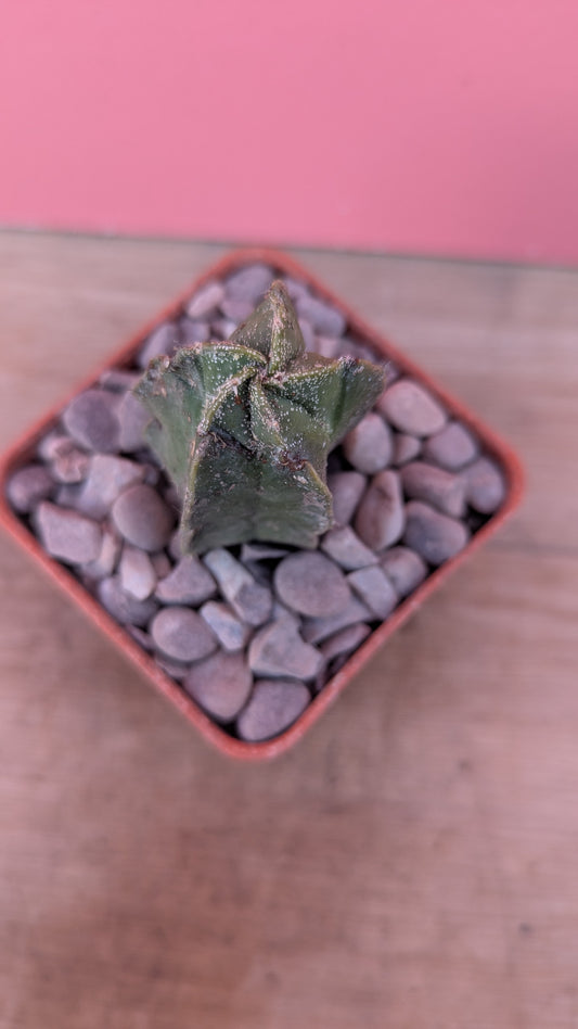 Astrophytum pup