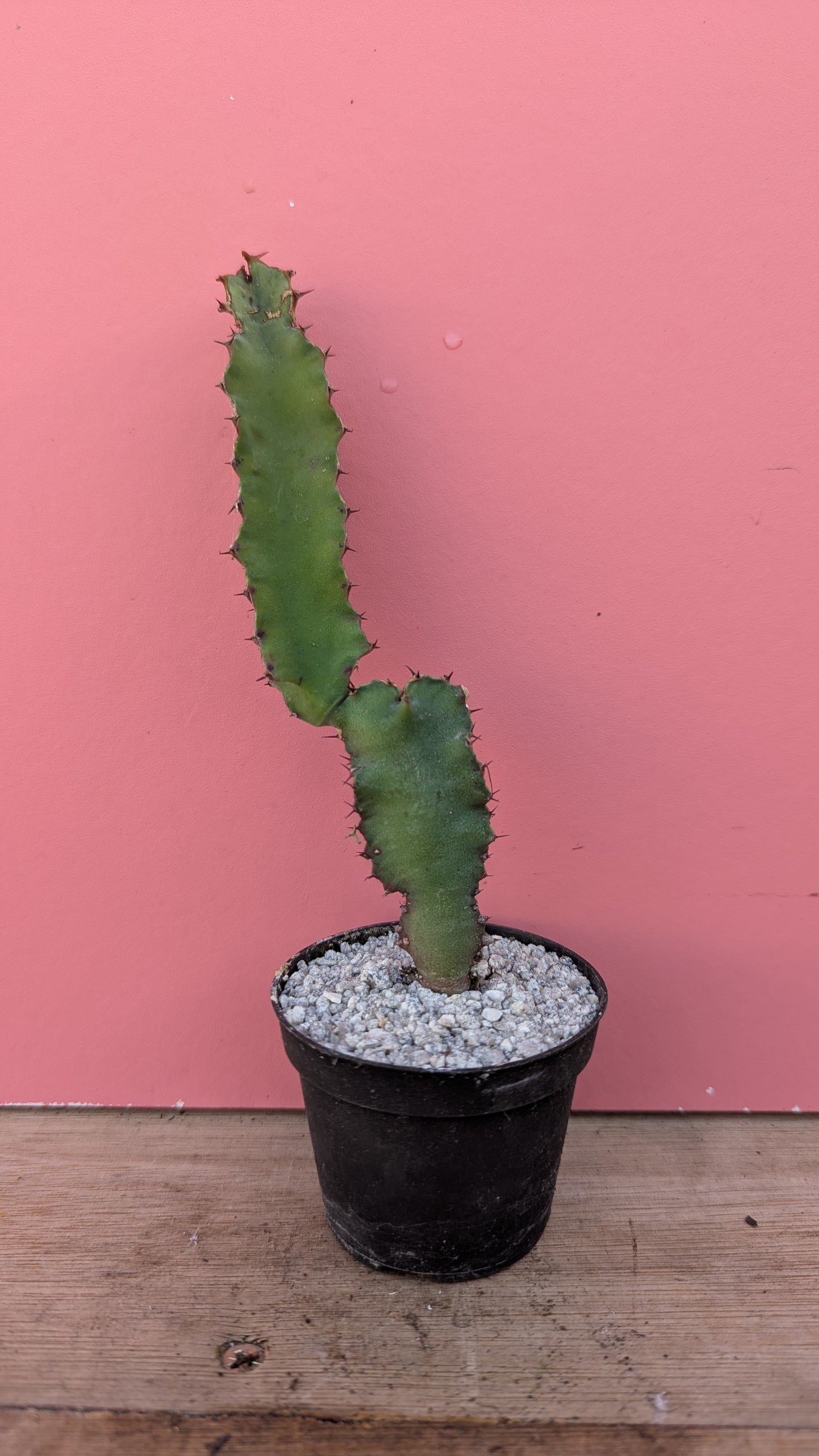 Euphorbia canariensis pup