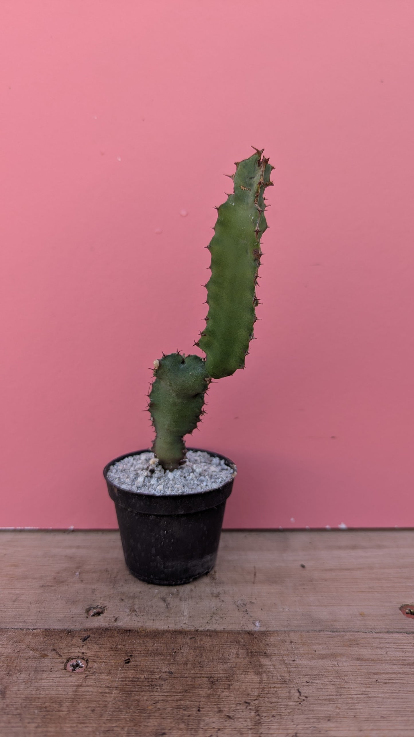 Euphorbia canariensis pup